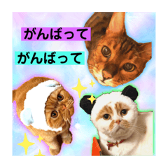 [LINEスタンプ] 愛する猫たち ベンガル スコ エギゾチック