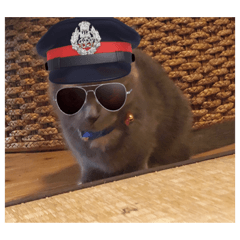 [LINEスタンプ] 浜田家の猫あずきちゃん