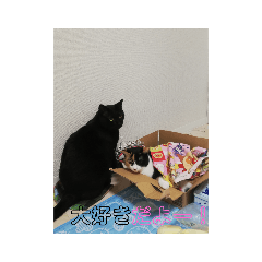 [LINEスタンプ] 家の猫(犬も)が可愛いすぎる件