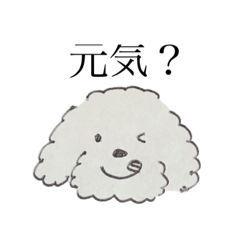 [LINEスタンプ] わくわくトイプードル