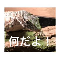 [LINEスタンプ] lizard2