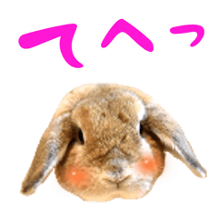 [LINEスタンプ] うさぎスタンプーMUC1