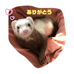 [LINEスタンプ] きなこだよ第二弾