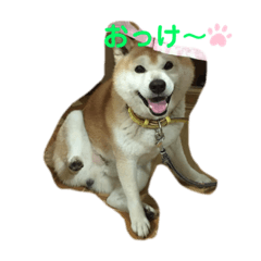 [LINEスタンプ] 日常スタンプ2(柴犬)