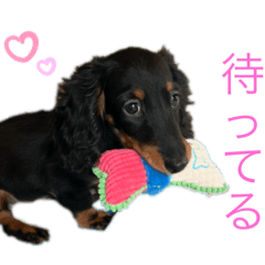 [LINEスタンプ] 我が家のまめちゃん③