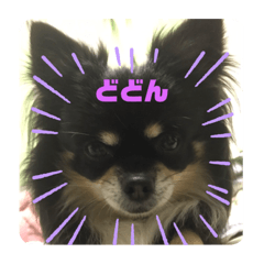 [LINEスタンプ] 愛犬いちごさん