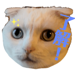 [LINEスタンプ] 白ネコの日常にゃ