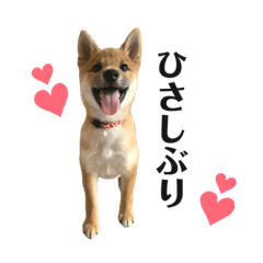 [LINEスタンプ] 柴犬こうめスタンプ2