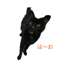 [LINEスタンプ] 黒猫ケンちゃん