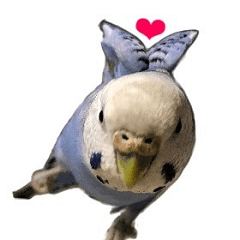 [LINEスタンプ] セキセイインコのつくね様