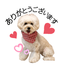 [LINEスタンプ] シュシュ・ときどき・まーぴー