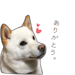 [LINEスタンプ] うちのはくです。