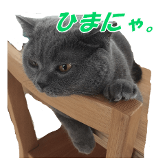 [LINEスタンプ] なおき（猫）の日常 ②