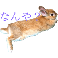[LINEスタンプ] うさぎのゆにちゃん