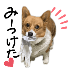 [LINEスタンプ] ちゃこシリーズ.