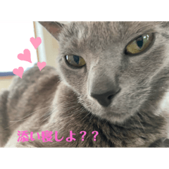 [LINEスタンプ] うちのおすねこたち