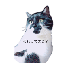 [LINEスタンプ] タマちん物語