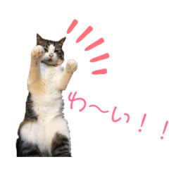 [LINEスタンプ] くーちゃんスタンプPart.3‼️