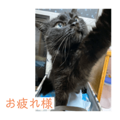 [LINEスタンプ] N家の猫たち