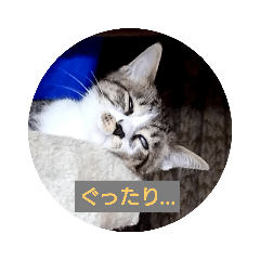[LINEスタンプ] どんぐりゃーらいふ2
