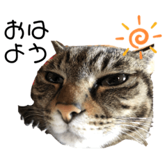 [LINEスタンプ] 我が家のにゃんの日常