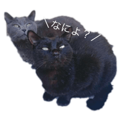 [LINEスタンプ] ぽじなふまた