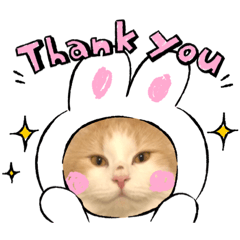 [LINEスタンプ] 猫ねこぬこ
