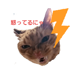 [LINEスタンプ] 【とら猫】虎太朗ゆるっとスタンプ