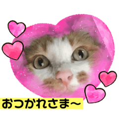 [LINEスタンプ] おきらく茶白ねこ3