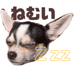 [LINEスタンプ] 我が家のチワワとダックスです