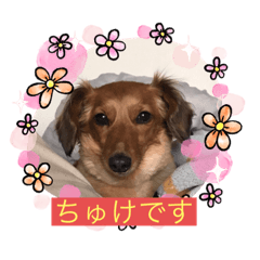 [LINEスタンプ] ちゅけこのスタンプ