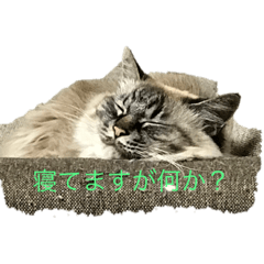 [LINEスタンプ] のいの色々スタンプ