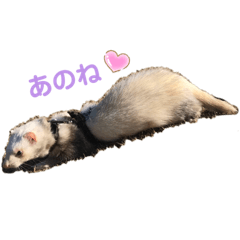 [LINEスタンプ] 可愛いイタチ